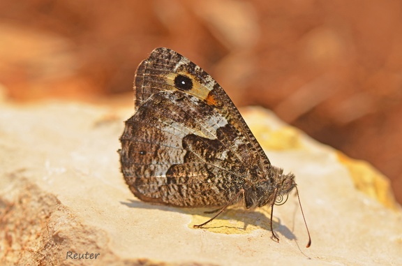 Ockerbindiger Samtfalter (Hipparchia semele)